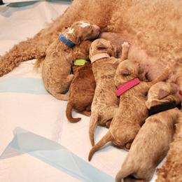 Goldendoodle puppies from Little Retrievers
