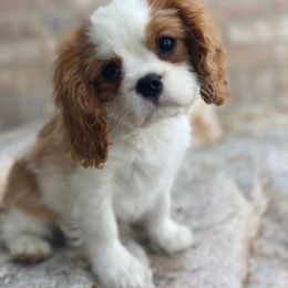 Cavalier King Charles Spaniel Puppies from Audre Rogers at Saltayre Cavaliers