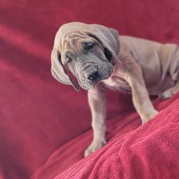 Great Dane Puppies from Bellaire Great Danes