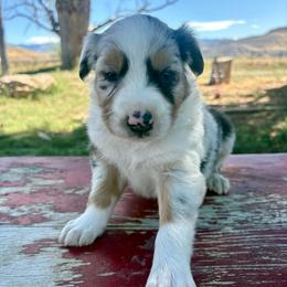 Butch - Blue merle male Australian Shepherd puppy in Preston, Idaho from KC Bar Ranch Aussies