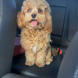 Nala Jane - Cockapoo