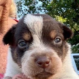 Boy 2 - Blue male Australian Cattle Dog puppy in Morton, Mississippi from Heart K Kennels