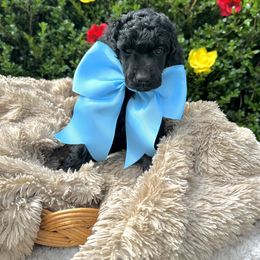 Poodle Puppies from QaeQae Pups