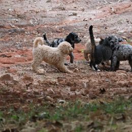 Goldendoodle Puppies from FurEver Friends Doodles