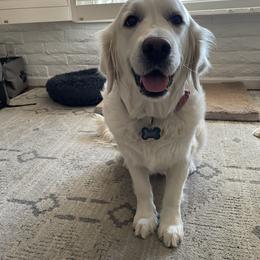 Willow - Golden Retriever