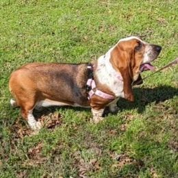 Lula - Basset Hound