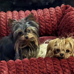 Shih Tzu and Yorkshire Terrier Puppies from Friends4everkennel LLC