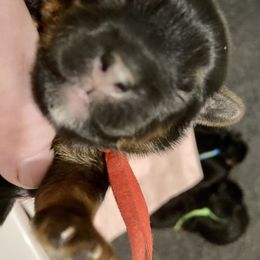 Maltipoo, Morkie, and Yorkipoo Puppies from Danza Bolo