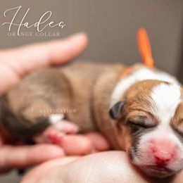 American Corgi and Pembroke Welsh Corgi Puppies from Constellation Corgi