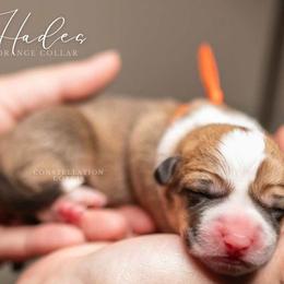 American Corgi and Pembroke Welsh Corgi Puppies from Constellation Corgi