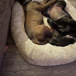 Labrador Retriever Puppies from Luxury Labradors