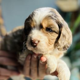Ayalee - Merle female Cavapoo puppy in Natural Bridge, Virginia from Rockbridge Puppies