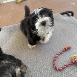 Nico - Black and white male Havanese puppy in Rescue, California from Cielo Havanese