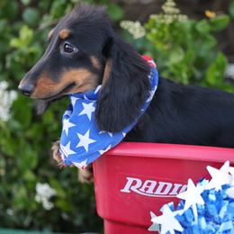 Boy 1 - Black and tan male Dachshund puppy in Lancaster, California from Avignon