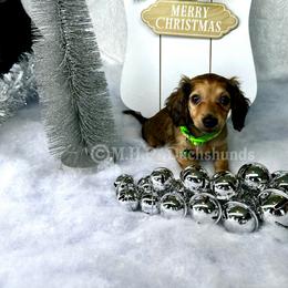 Dachshund Puppies from M.H.P Dachshunds