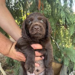 Boykin Spaniel Puppies from Honey Run Boykins