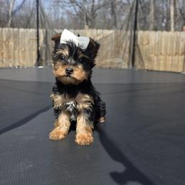 Maggie - Black and gold female Yorkshire Terrier puppy in Pocahontas, Arkansas from 5 River Puppies
