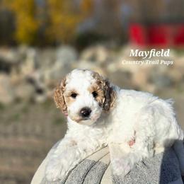 Goldendoodle and Poodle Puppies from Country Trail Pups