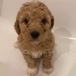 Blue Collar - Apricot female Goldendoodle puppy in Valley Center, Kansas from The Goldendoodle Gal