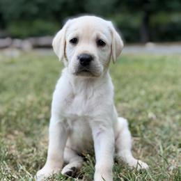 Mojave - Yellow female Labrador Retriever puppy in Sweet Home, Oregon from Snowpeak English Labradors