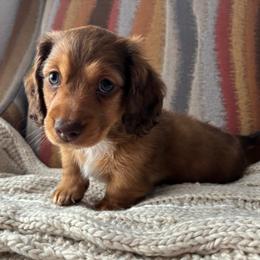 Layla - Red female Dachshund puppy in Mesa, Arizona from Ruby Desert Doxies