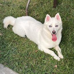 Luna - Pomsky