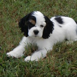 Princess - Black white and tan female Cocker Spaniel puppy in Beech Island, South Carolina from Mike's Best Friends