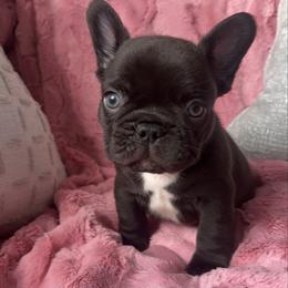 Java - Black and white male French Bulldog puppy in Galt, California from The three little frenchies