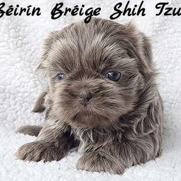 GRACIE - ADOPTED! - Lilac female Shih Tzu puppy in Middle Grove, New York from Beirin Breige Shih Tzus