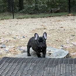French Bulldog Puppies from Ruchi French Bulldogs