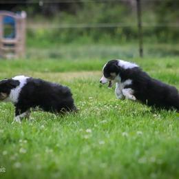 Miniature American Shepherd Puppies from Casita Miniature American Shepherds