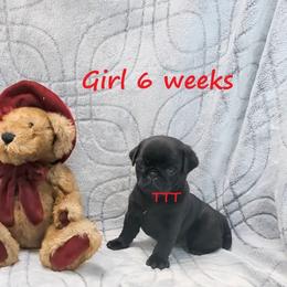 Black Girl - Black female Pug puppy in Medina, Ohio from T Tiny Treasures