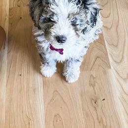 Bernedoodle and Whoodle Puppies from Fleury Farm Doodles NC