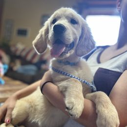 Golden Retriever and Labrador Retriever Puppies from Storm Chasers Retrievers