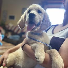 Golden Retriever and Labrador Retriever Puppies from Storm Chasers Retrievers