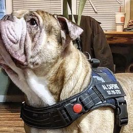 Olde English Bulldogges from Casey's Tri County Bullies
