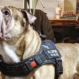 Olde English Bulldogges from Casey's Tri County Bullies