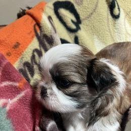 Shih Tzu Puppies from Simply Shih Tzu