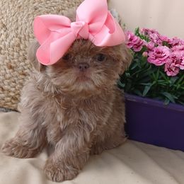 Shih Tzu puppies from Route 66 Poodles & Doodles, Sapphire Shih-tzu's of Ohio