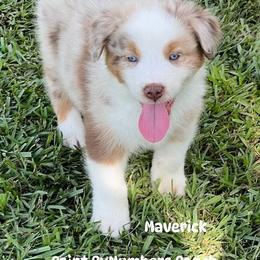 Maverick - Red merle male Australian Shepherd puppy in Magee, Mississippi from Paint ByNumbers Ranch