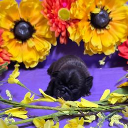 Light Silver Boy - Silver male Pug puppy in Tulsa, Oklahoma from Locust Creek Pugs & Japanese Chin's