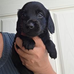 Brad - Black male Dachshund puppy in El Paso, Texas from Mells Weenies