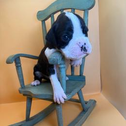 Chase - Brindle male Boxer puppy in Abilene, Texas from L&L Euro Boxers and Small Town Shih Tzus