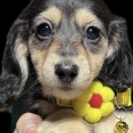 Dachshunds from Dirigo Dachshunds