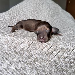Apri (Apricot) - Sable female Dachshund puppy in Woodville, Wisconsin from Dairyland Dachshunds