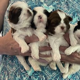 Shih Tzu Puppies from LaDawn’s Little Lions
