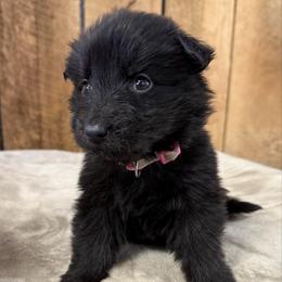 Pink DL - Black female German Shepherd puppy in Terra Alta, West Virginia from Shepherd Country Farm and Kennels