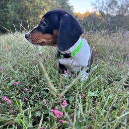 Green collar, male - Piebald male Dachshund puppy in Brevard, North Carolina from Morgan’s Dachshund’s & Aussies