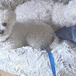 Joshua - Bichon Frise