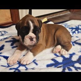 Boxer and Shih Tzu Puppies from L&L European Boxers and Shih Tzus
